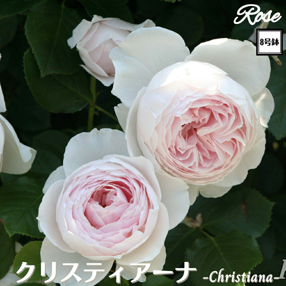 レアバラ苗 8号鉢大苗 入手困難 楽天市場】＼当店オリジナル8号鉢仕様