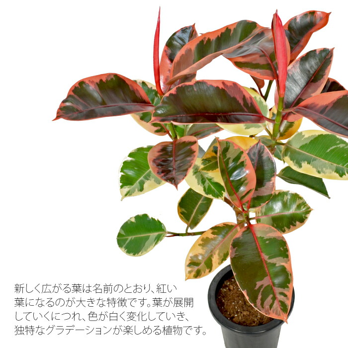 楽天市場】フィカス ルビー 8寸 観葉植物 土植え : タノシミドリ