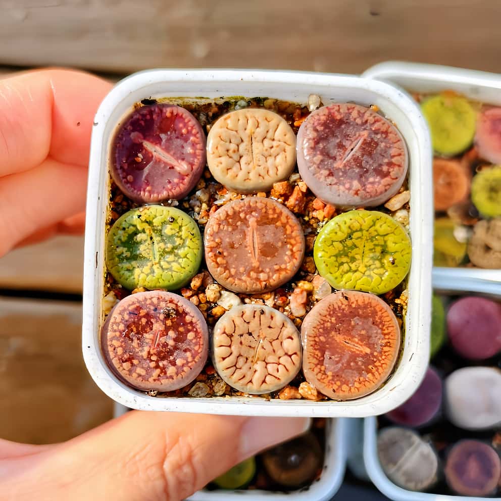 多肉植物 リトープス」の人気商品一覧 | 安い商品を通販サイトから探す