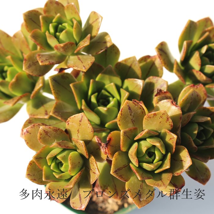 楽天市場】ブロンズメダル アエオニウム Mサイズ 5.5cmポット 多肉植物