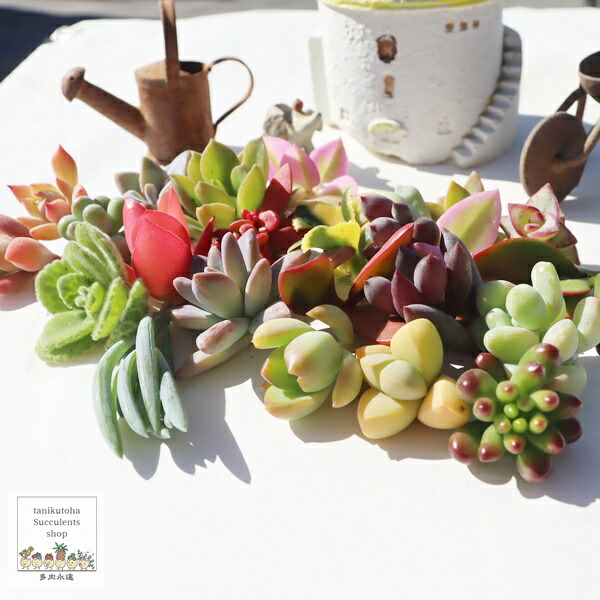 楽天市場】多肉 カット 苗 セットの通販