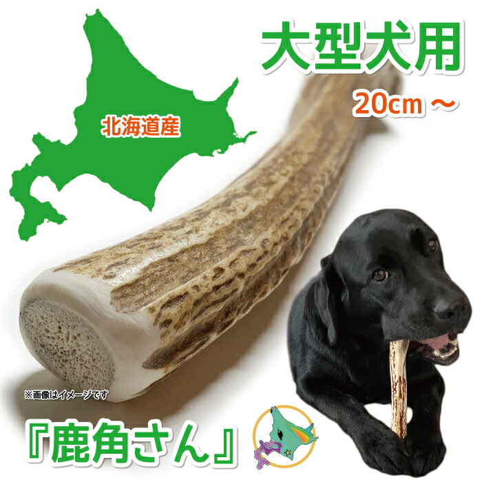 楽天市場】【大型犬用 蝦夷鹿の角】『鹿角さん』 1本 サイズ（長さ約
