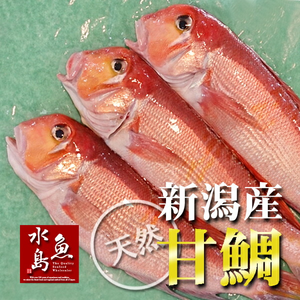 楽天市場】新潟産 天然 甘鯛 アマダイ（グジ）400〜499g・3尾（生冷凍
