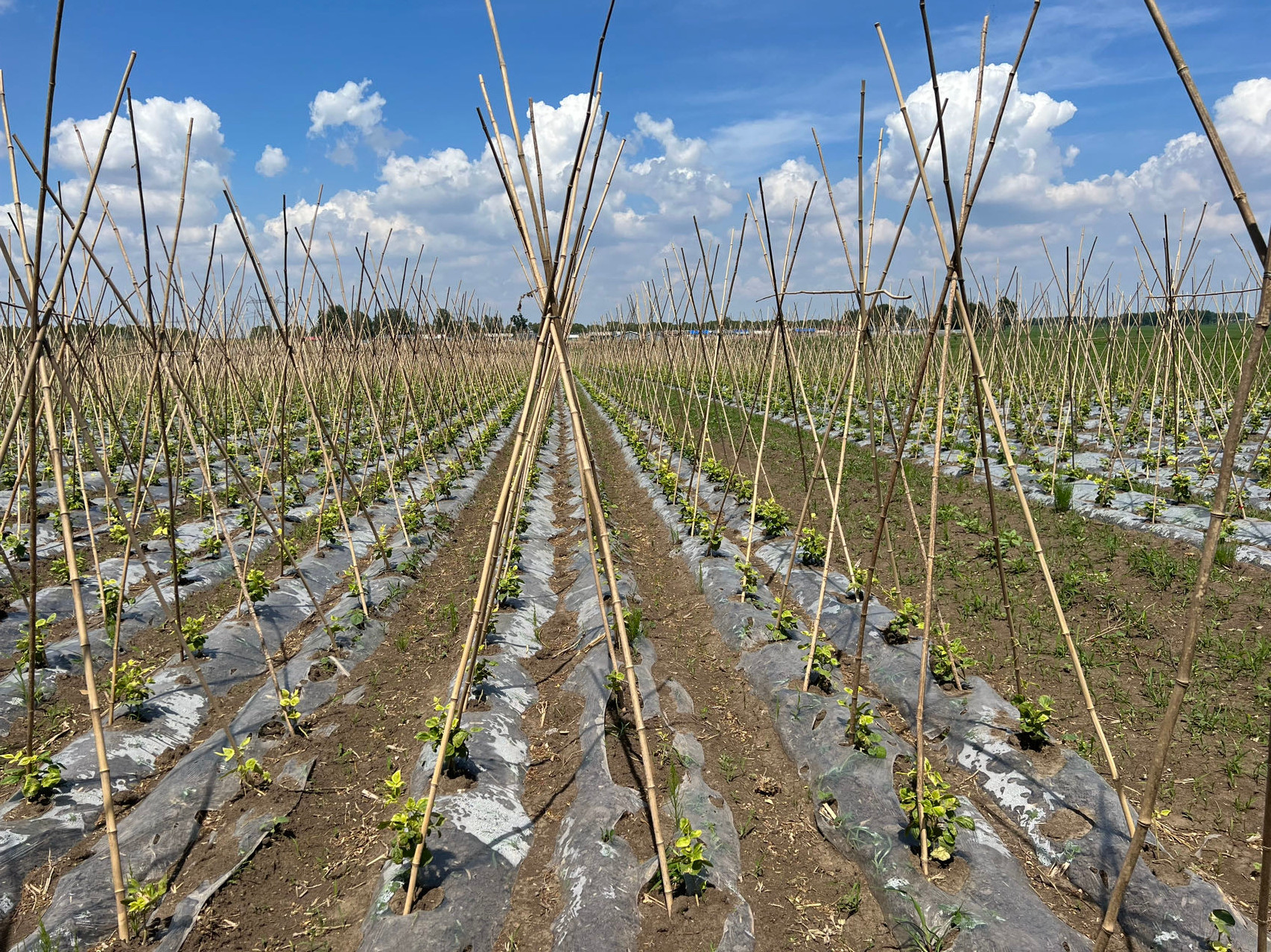 楽天市場】女竹 150cm 500本 農業用、園芸用の支柱として幅広くご利用