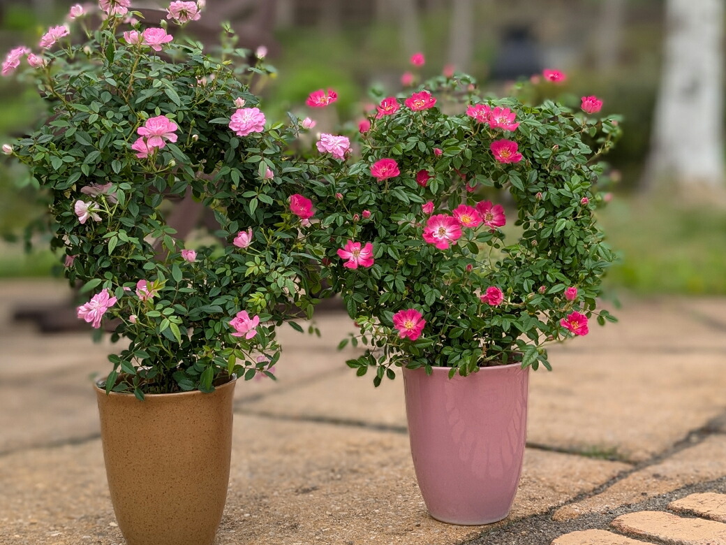 楽天市場】最大100%ポイントバック&最大3000円OFFクーポン 母の日