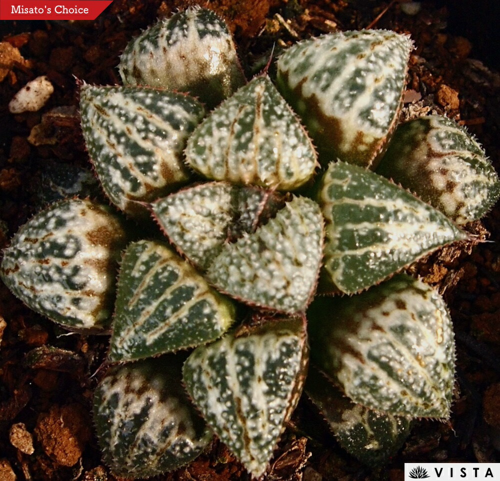 楽天市場】アイスキャンディ【ジュエルプランツ】 ハオルチア属 多肉