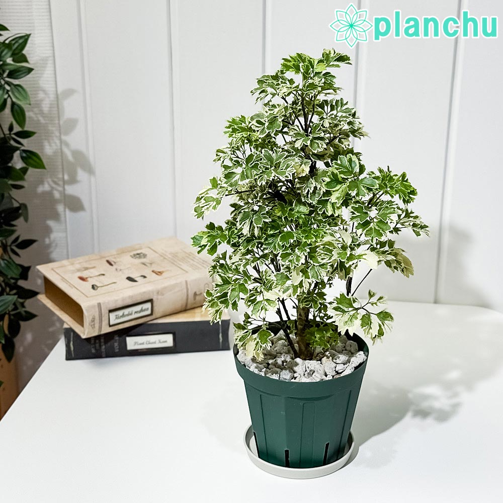 観葉植物 ポリシャス 鉢」の人気商品一覧 | 安い商品を通販サイトから