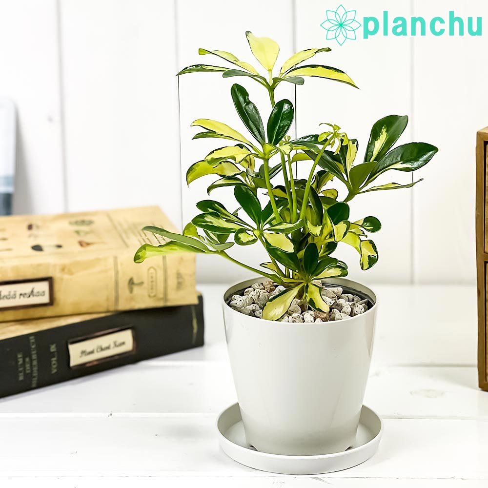 楽天市場】PLANCHU 観葉植物 シェフレラ アルボリコラ トリネッティ