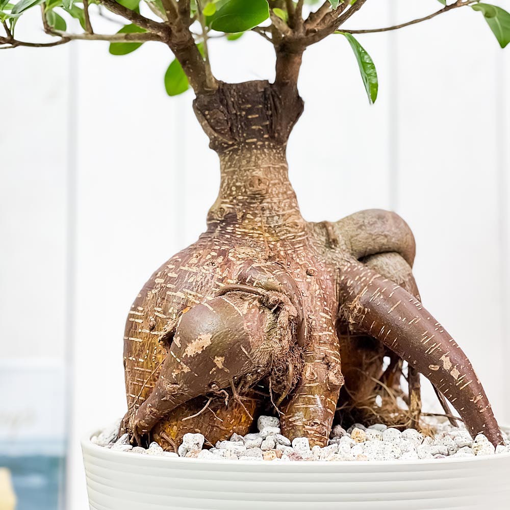 楽天市場】PLANCHU 観葉植物 ガジュマル 太幹大株 8号平鉢 受け皿付き