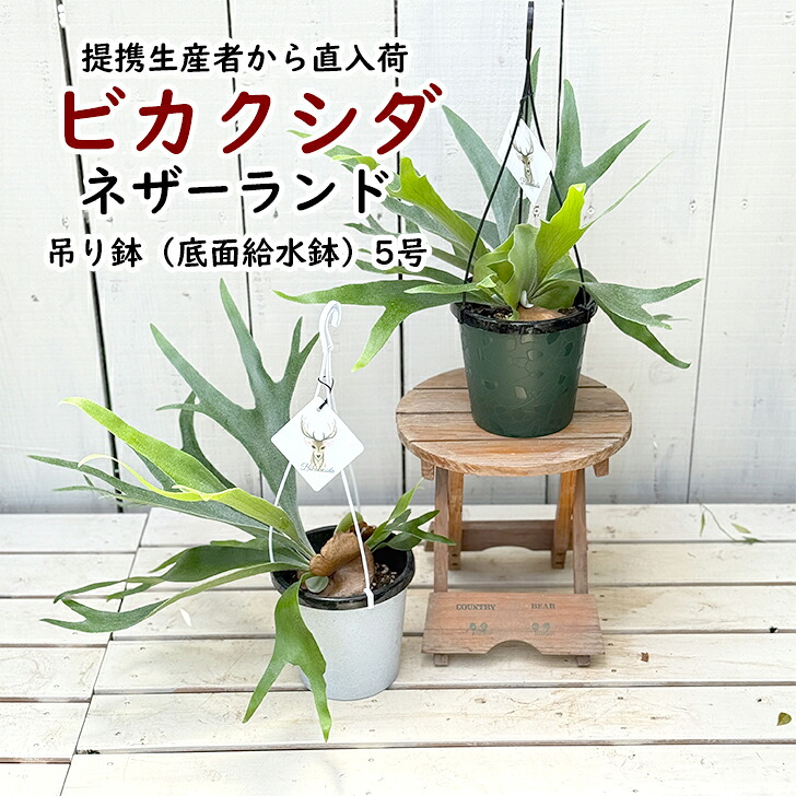 楽天市場】楽天スーパーSALE限定 20%OFF ビカクシダ ネザーランド