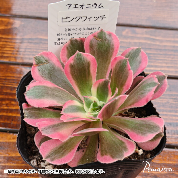 楽天市場】多肉植物 アエオニウム ピンクウィッチ リバーストーン