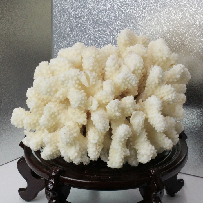 楽天市場】白珊瑚 置物｜fossil Coral サンゴ コーラル さんご 化石