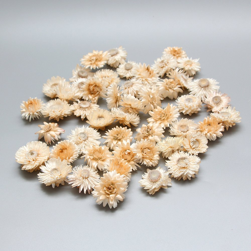 楽天市場】ドライフラワー 花材 即日出荷 ヘリクリサム・ブルーミング