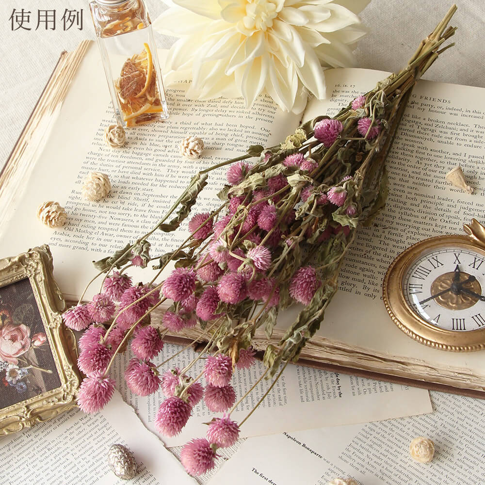 楽天市場】ドライフラワー 花材 即日出荷 千日紅 ライラック ドライ