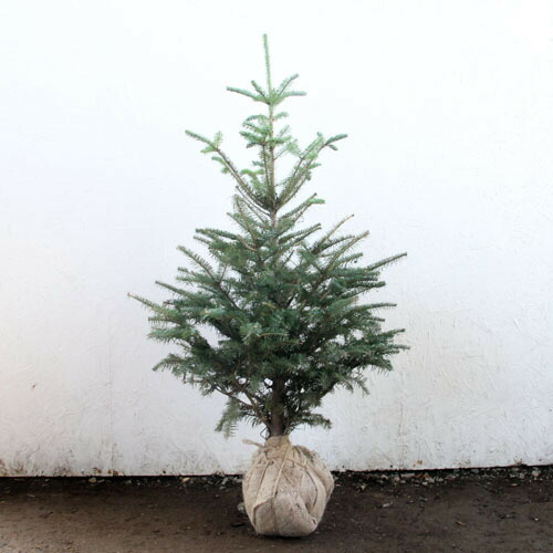 楽天市場】もみの木 (ウラジロモミ) 樹高1.2m前後 (根鉢含まず)単品