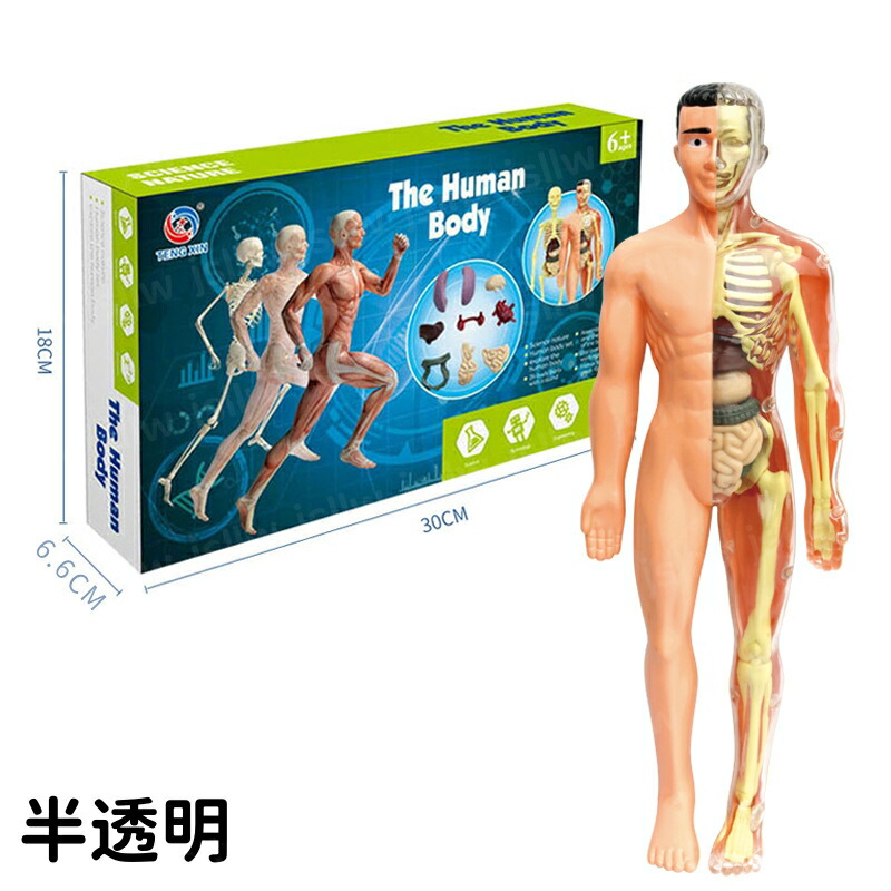 楽天市場】【新商品ポイントup】人体模型おもちゃ 取り外し お得セット