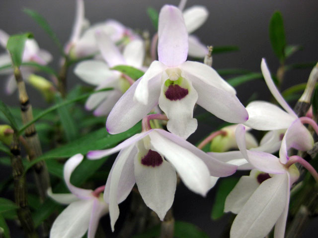 楽天市場】長生蘭 セッコク 天紫晃 14 : フェニックスガーデン