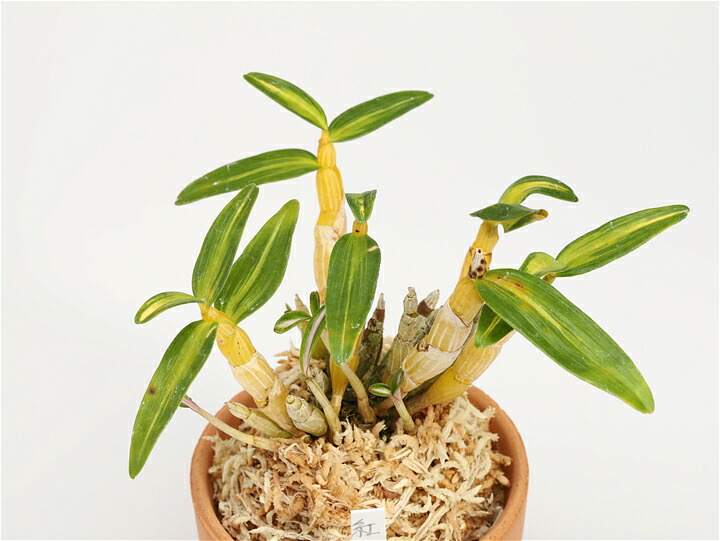 楽天市場】長生蘭 セッコク 紅小町 3 : フェニックスガーデン