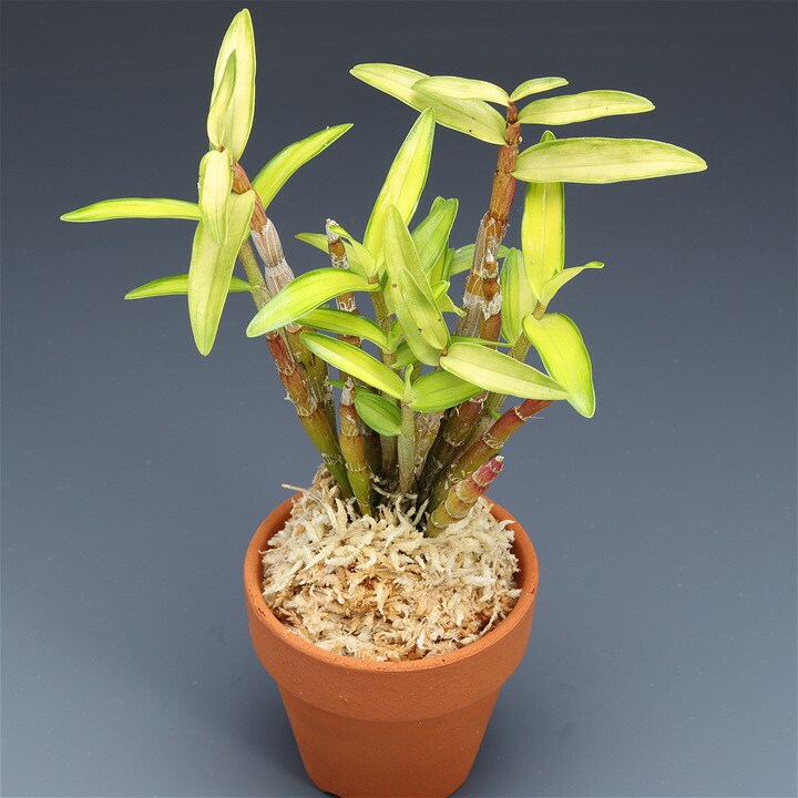 楽天市場】長生蘭 セッコク 黄金丸 8 : フェニックスガーデン