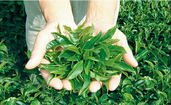 楽天市場】yuuka石鹸 茶澄（ちゃすみ）60g 2個セット 茶のしずく新