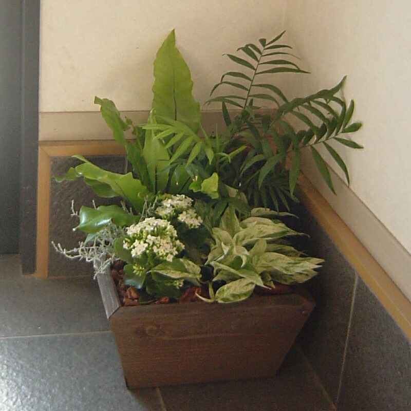 楽天市場】寄せ植え（プランター｜植木鉢・プランター）：ガーデニング