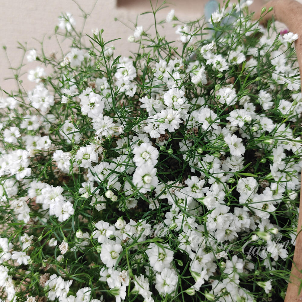 楽天市場】花苗 春 冬 秋 カスミソウ 選べる1鉢 o r3鉢 3.5号【お