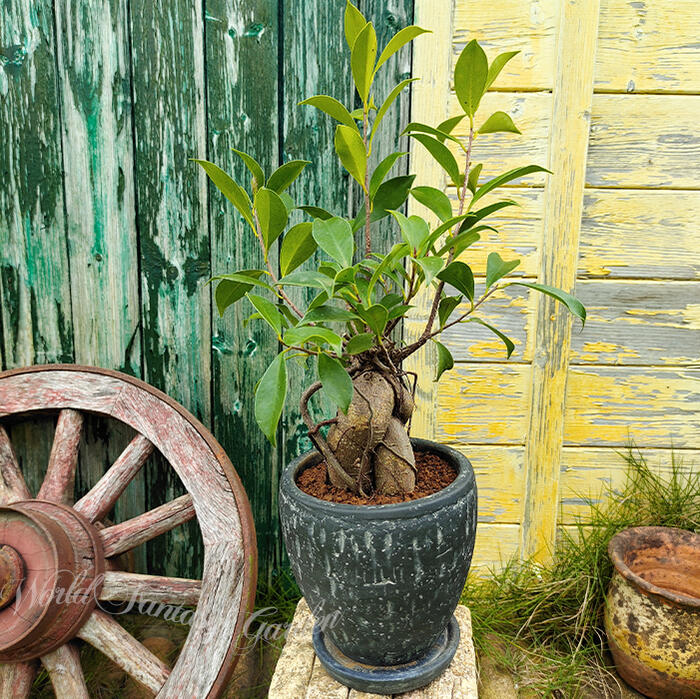 楽天市場】秋 ギフト 観葉植物 プレゼント 精霊が宿る木 ガジュマル 1