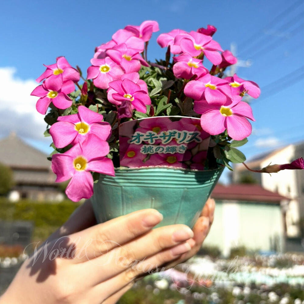 楽天市場】花苗 オキザリス 桃のかがやき 選べるセット 3〜3.5号 【お