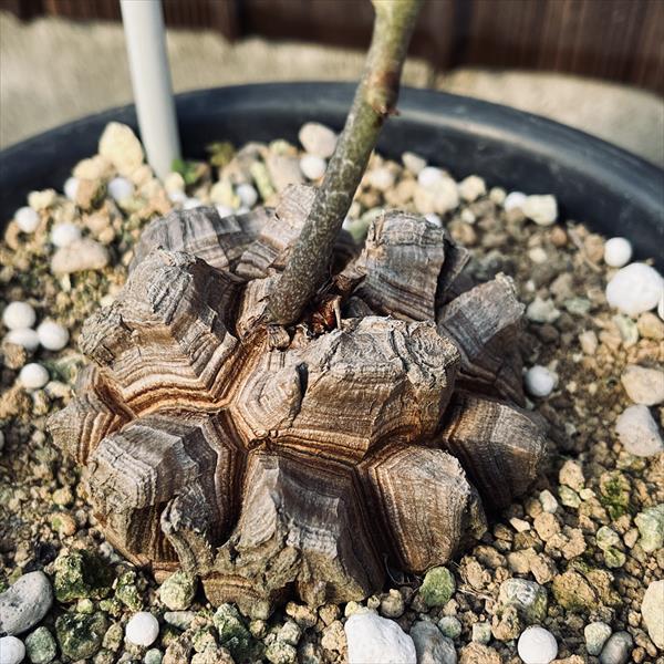 楽天市場】コーデックス：アフリカ亀甲竜*塊根幅7cm 現品！一品限り