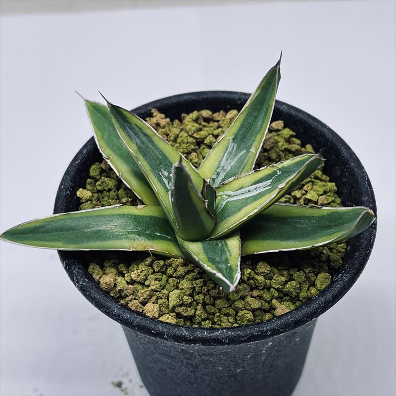 楽天市場】多肉植物：アガベ 笹の雪錦 黄覆輪*S 幅9cm : 遊恵盆栽