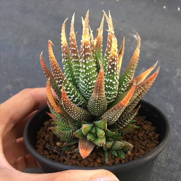 楽天市場】多肉植物：ハオルチア ラインワルジー 星の林*幅7cm : 遊恵