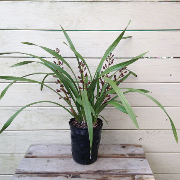 楽天市場】ニホンミツバチ誘引蘭：花芽4本・金稜辺（キンリョウヘン