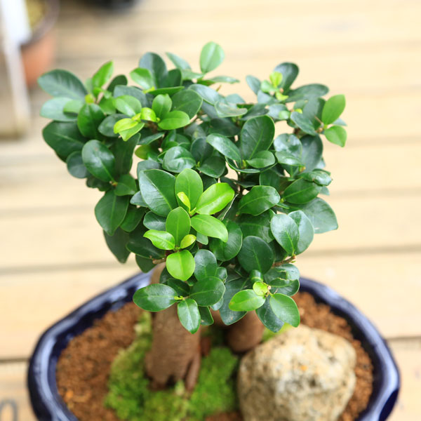 楽天市場】【即日出荷可！】がじゅまる盆栽： 特選ガジュマル(多幸の樹