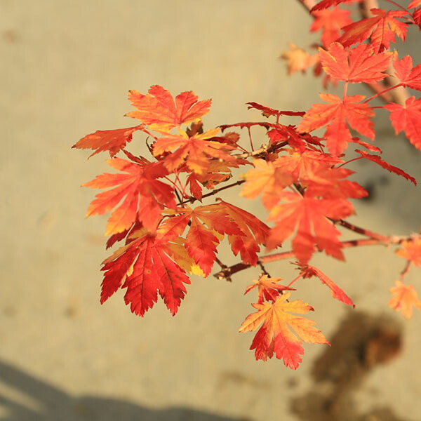 楽天市場】庭木 植木 大人気品種！：コハウチワカエデ（もみじ