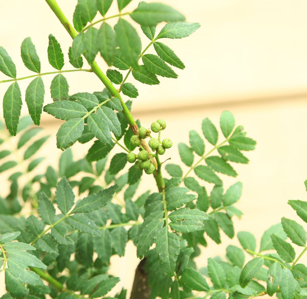 楽天市場】庭木・植木：朝倉山椒（あさくらさんしょう）実山椒