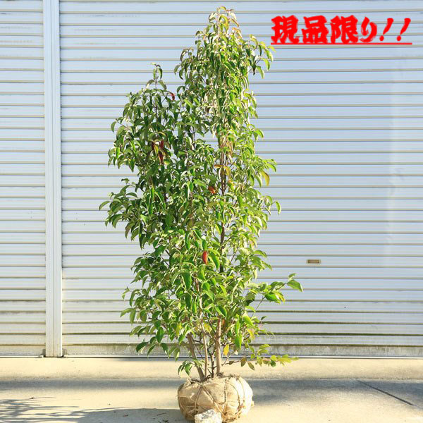 楽天市場】現品庭木：常緑ヤマボウシ（ホンコンエンシス・月光）* 株