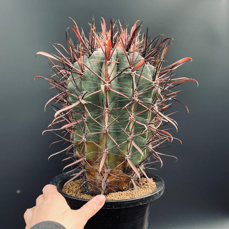 楽天市場】サボテン：フェロカクタス 偉冠竜*幅16cm 現品！一品限り