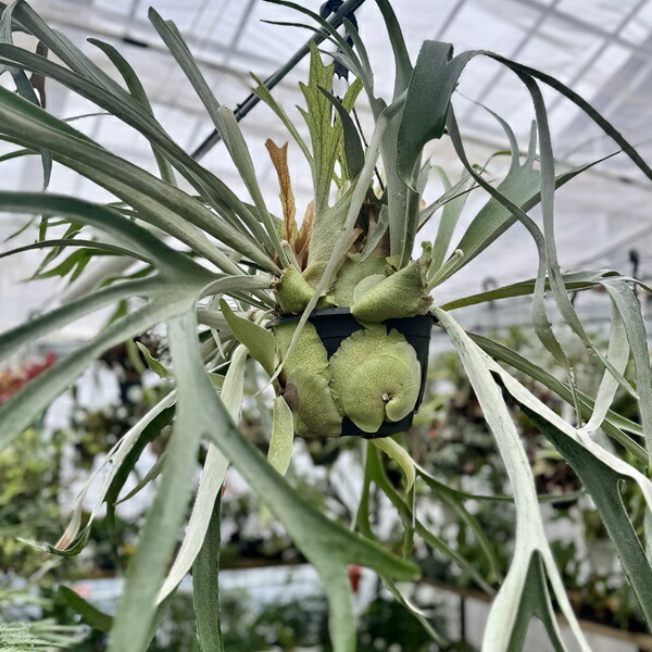 楽天市場】おしゃれ 観葉植物：ビカクシダ コウモリラン ビーチー*8号