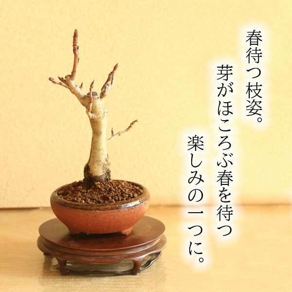 楽天市場】盆栽：姫津軽りんご*（国産茶流し鉄鉢）【送料無料