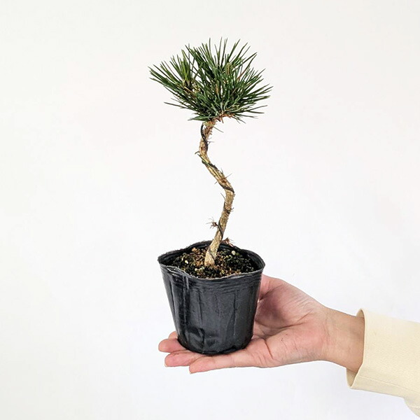 楽天市場】苗：三河黒松（文人・曲）*盆栽素材くろまつクロマツ