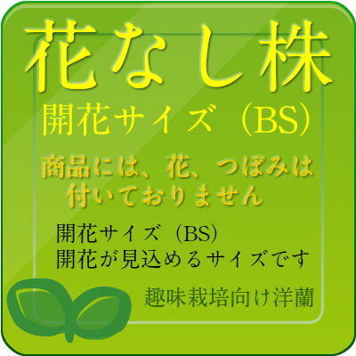 楽天市場】【花なし株】 デンドロビューム マローンスター