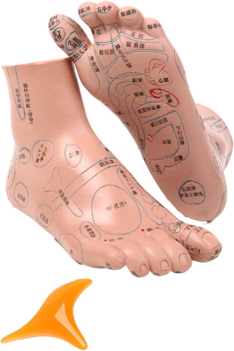 楽天市場】ps.j足つぼ 模型 日本語表記 20cm マッサージ棒 セット 教材