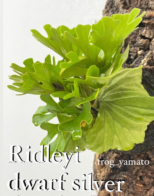 楽天市場】ゆうパック 送料無料 frog_yamato【ridleyi dwarf silvery