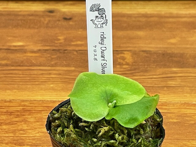 楽天市場】ゆうパック 送料無料 frog_yamato【ridleyi dwarf silvery