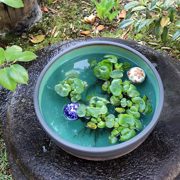 楽天市場】【38時間限定20%OFFクーポン配布中】13号はけ目水鉢