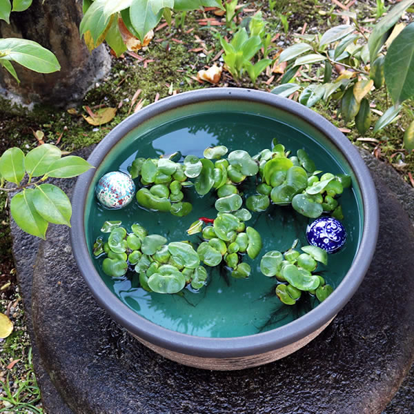 楽天市場】【今だけ限定15%OFFクーポン配布中】15号はけ目水鉢