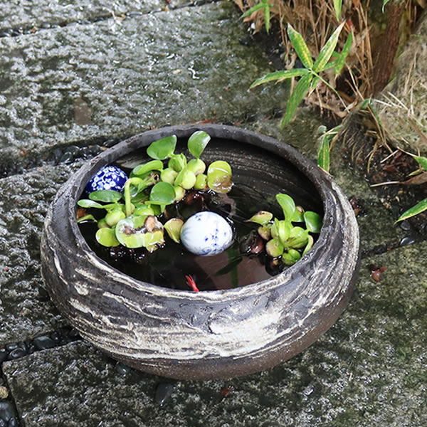 楽天市場】【今だけ限定15%OFFクーポン配布中】すいれん鉢 信楽焼