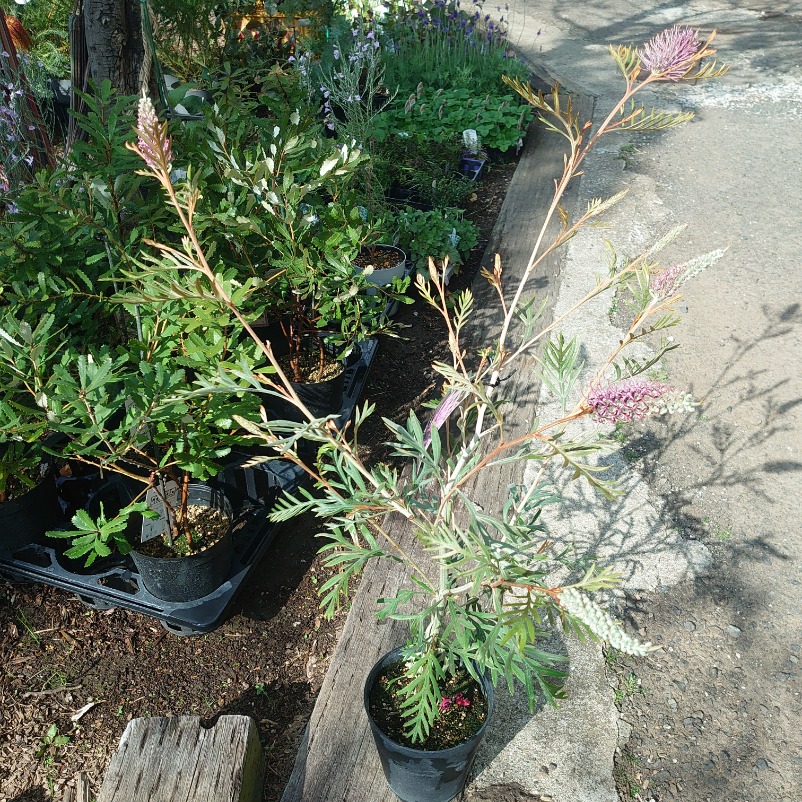 楽天市場】花芽付き！グレビレア ドーンパープル 大株 オージー