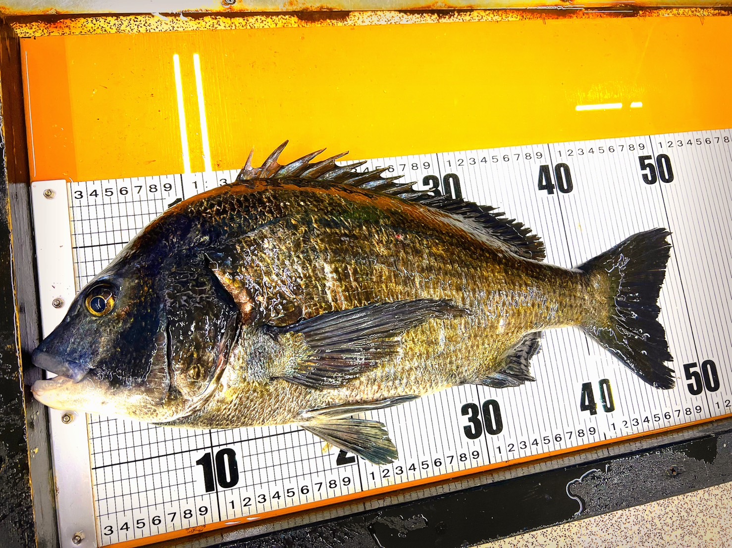 年無しチヌ（黒鯛）は美味い？それとも不味い？ 色々耳にするので