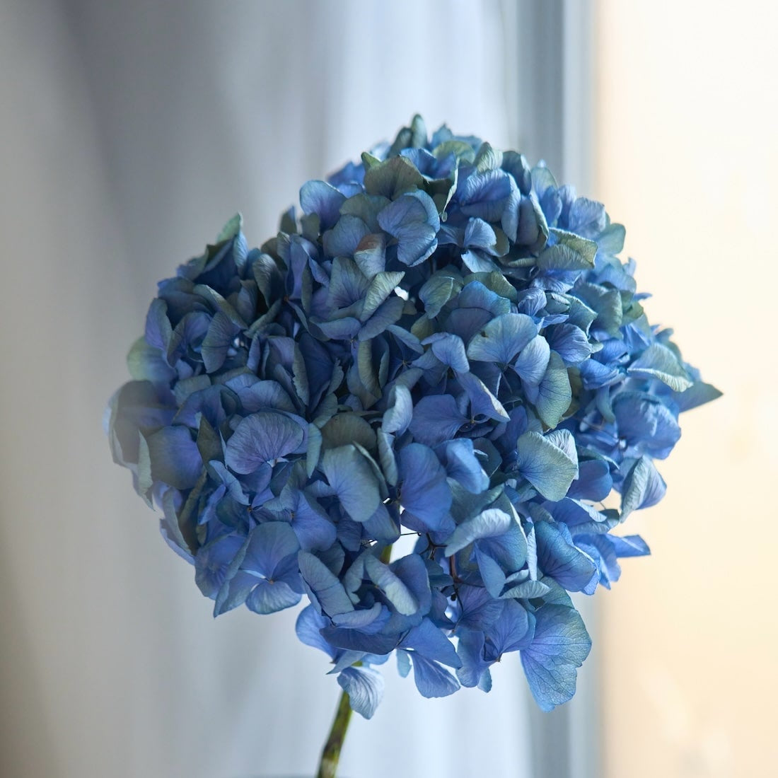 ドライフラワー］瀬戸内ブルーの紫陽花 商品ページ - 土と風の植物園